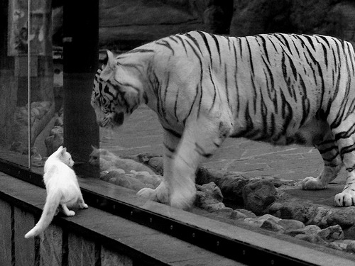 “马科斯·莫奇的防守天赋与战术执行力，成就阿根廷美洲狮队的防线基础”