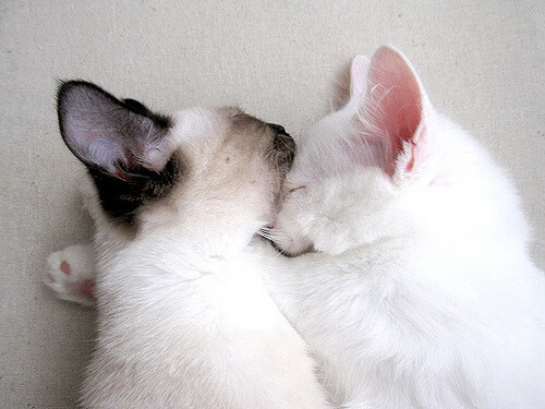 中国足球国家队球员心理健康辅导常态化，足球运动员的心理训练