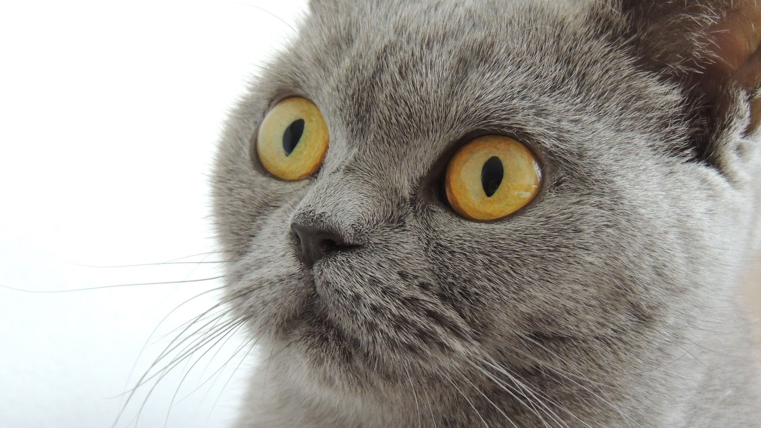 凯尔特人训练中使用虚拟对手软件提升反应，凯尔特人stat