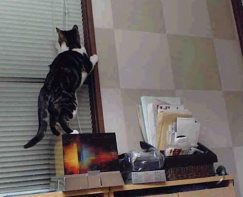 开云体育网页版入口-张雨霏社交账号破百万粉丝大关，张雨霏接受采访视频